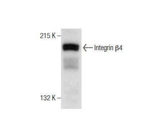 Integrin β4/ITGB4/CD104 Antibody (B-4) - Western Blotting - Image 159311