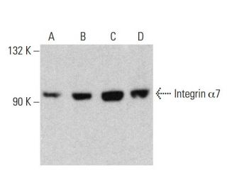Integrin &alpha;7/ITGA7 Antibody (E-2) - Western Blotting - Image 386903Each CRISPR/Cas9 Knockout (KO) Plasmid product consists of a pool of 3 plasmids designed to ensure identification and cleavage of a specific gene for maximum knockout efficiency. Each plasmid encodes a unique 20 nt sequence derived from the GeCKO (v2) library. 