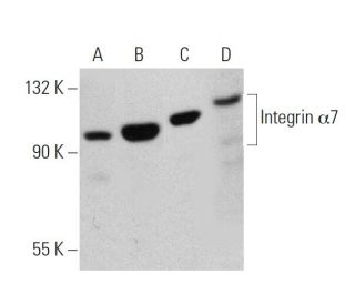 Integrin α7/ITGA7 Antibody (E-2) - Western Blotting - Image 359562
