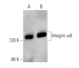 Integrin &alpha;8/ITGA8 Antibody (F-11) - Western Blotting - Image 360337 