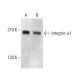 Integrin α1/ITGA1/CD49a Antibody (HM alpha 1) - Western Blotting - Image 380674