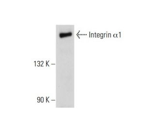 western blotting image from recommended Integrin &alpha;1/ITGA1/CD49a (A-9) monoclonal antibody replacement. Image 129440