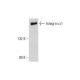 western blotting image from recommended Integrin α1/ITGA1/CD49a (A-9) monoclonal antibody replacement. Image 129440
