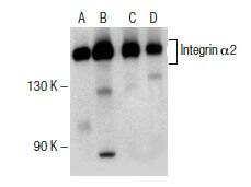 Integrin α2/ITGA2/CD49b抗体 (C-9) | SCBT - Santa Cruz Biotechnology