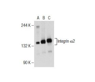Integrin α2/ITGA2/CD49b (C-9): m-IgG Fc BP-HRP Bundle