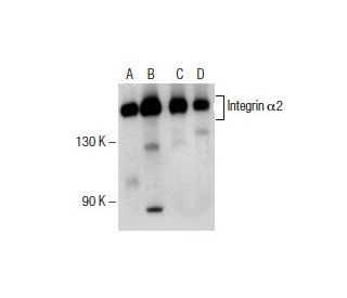 western blotting image from recommended Integrin α2/ITGA2/CD49b (C-9) monoclonal antibody replacement. Image 154905