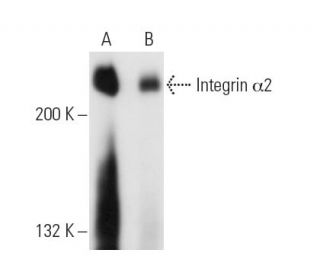 Integrin &alpha;2 Antibody (P1E6) - Western Blotting - Image 14566