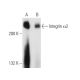 Integrin α2 Antibody (P1E6) - Western Blotting - Image 14566