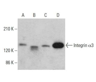western blotting image from recommended Integrin α3/ITGA3/CD49c (A-3) monoclonal antibody replacement. Image 378735