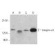 Este anticuerpo policlonal ha dejado de fabricarse. Consulta nuestro anticuerpo monoclonal recomendado <a href="integrin-alpha3-antibody-a-3">Integrin α3/ITGA3/CD49c (A-3)</a> (se muestran datos de muestra). western blotting image from recommended Integrin α3/ITGA3/CD49c (A-3) monoclonal antibody replacement. Image 378735