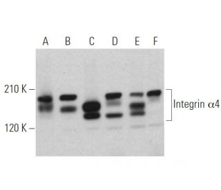 western blotting image from recommended Integrin &alpha;4/ITGA4/CD49d (C-2) monoclonal antibody replacement. Image 374852