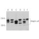 This polyclonal antibody has been discontinued. See our recommended <a href="integrin-alpha4-antibody-c-2">Integrin α4/ITGA4/CD49d (C-2)</a> monoclonal antibody (sample data shown). western blotting image from recommended Integrin α4/ITGA4/CD49d (C-2) monoclonal antibody replacement. Image 374852