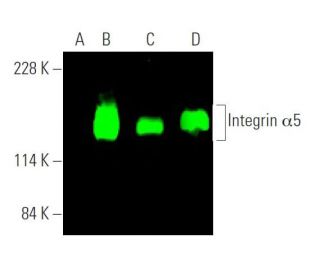 Integrin &alpha;5/ITGA5/CD49e Antibody (C-9) - Western Blotting - Image 375711 