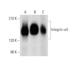 western blotting image from recommended Integrin &alpha;5/ITGA5/CD49e (C-9) monoclonal antibody replacement. Image 319545