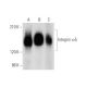 western blotting image from recommended Integrin α5/ITGA5/CD49e (C-9) monoclonal antibody replacement. Image 319545