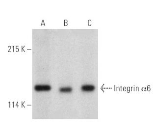 western blotting image from recommended Integrin &alpha;6/ITGA6/CD49f (F-6) monoclonal antibody replacement. Image 389386