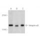 western blotting image from recommended Integrin α6/ITGA6/CD49f (F-6) monoclonal antibody replacement. Image 389386
