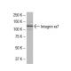 Integrin α7/ITGA7 Antibody (012-Z) - Western Blotting - Image 33460