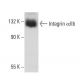 Integrin αIIb/ITGA2B/CD41 Antibody (B-10) - Western Blotting - Image 84083