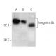 这种多克隆抗体已经停产。请参阅我们推荐的<a href="integrin-alphaiib-antibody-b-9">Integrin αIIb/ITGA2B/CD41 (B-9)</a>单克隆抗体(显示样本数据)。 western blotting image from recommended Integrin αIIb/ITGA2B/CD41 (B-9) monoclonal antibody replacement. Image 354379