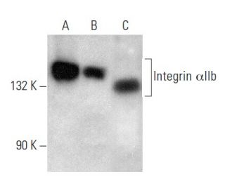 western blotting image from recommended Integrin αIIb/ITGA2B/CD41 (B-9) monoclonal antibody replacement. Image 354379