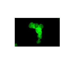Integrin &alpha;IIb/&beta;3/CD41/CD61 Antibody (A2A9/6) - Immunofluorescence - Image 5221 