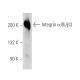 Integrin αIIb/β3/CD41/CD61 Antibody (P256) - Western Blotting - Image 13977
