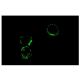 Integrin αL Antibody (38) - Immunofluorescence - Image 5206 