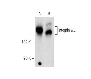 Integrin &alpha;L/ITGAL/CD11a Antibody (E-1) - Western Blotting - Image 148971 
