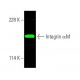 Integrin αM/CD11b Antibody (A-8) - Western Blotting - Image 388904 