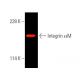 Integrin αM/CD11b Antibody (A-8) - Western Blotting - Image 388905