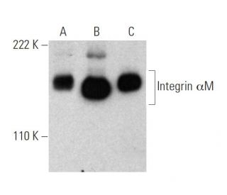 western blotting image from recommended Integrin &alpha;M/CD11b (A-8) monoclonal antibody replacement. Image 378352