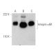 western blotting image from recommended Integrin αM/CD11b (A-8) monoclonal antibody replacement. Image 378352
