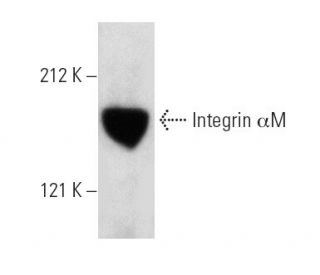 western blotting image from recommended Integrin &alpha;M/CD11b (1B6e) monoclonal antibody replacement. Image 5215