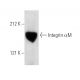 western blotting image from recommended Integrin αM/CD11b (1B6e) monoclonal antibody replacement. Image 5215