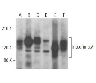 Integrin αV/ITGAV/CD51 Antibody (H-2) | SCBT - Santa Cruz