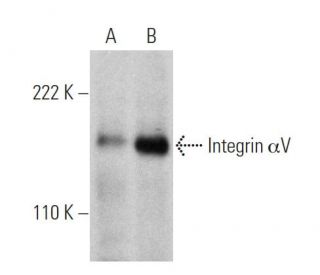 Integrin &alpha;V Antibody (P2W7) - Western Blotting - Image 360639 