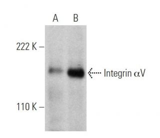 western blotting image from recommended Integrin &alpha;V/ITGAV/CD51 (P2W7) monoclonal antibody replacement. Image 360639
