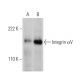 western blotting image from recommended Integrin αV/ITGAV/CD51 (P2W7) monoclonal antibody replacement. Image 360639