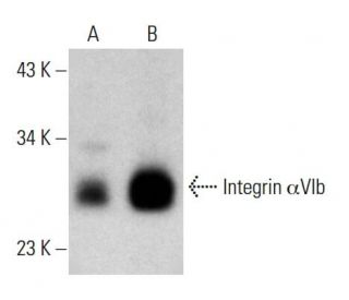 Integrin &alpha;6b/ITGA6B/CD49f Antibody (6B4) - Western Blotting - Image 385197