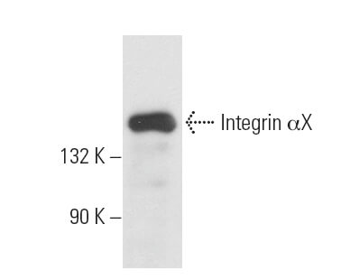 Anti-Integrin αX/ITGAX/CD11c Antibody (B-6) | SCBT - Santa Cruz ...