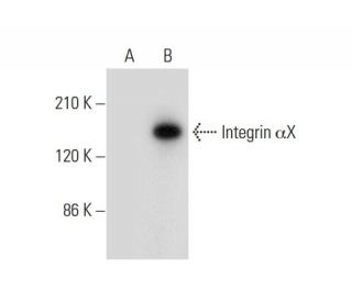 western blotting image from recommended Integrin &alpha;X/ITGAX/CD11c (D-8) monoclonal antibody replacement. Image 308118