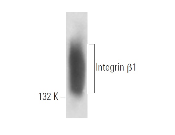 Integrin β1/ITGB1 Antibody (12G10) | SCBT - Santa Cruz