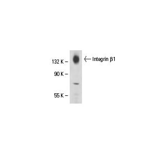Integrin &beta;1/ITGB1 Antibody (2Q837) - Western Blotting - Image 18140