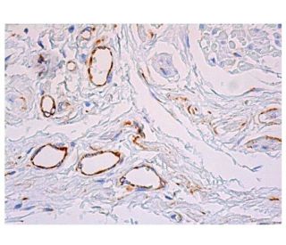 B子 Integrin β1/ITGB1 Antibody (K-20) | SCBT - Santa Cruz