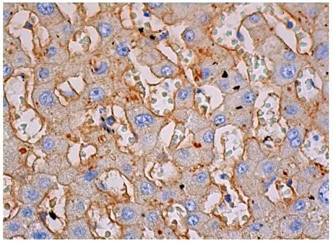 B子 integrin-beta1-antibody-4b7r-