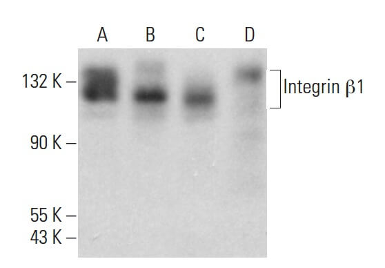 integrin-beta1-antibody-a-4-