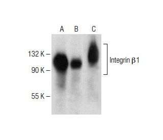 ダヴィンチ240 Wiper Blade 240Z 260Z 280Z 280ZX 70-83 | Z Car Depot Inc