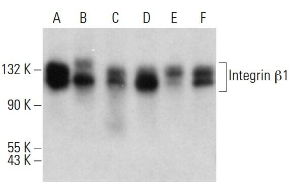 Integrin β1/ITGB1抗体(E-11) | SCBT - Santa Cruz Biotechnology