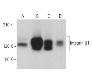 Integrin &beta;1/ITGB1 Antibody (JB1B) - Western Blotting - Image 378220 